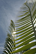 Rainforest, rainforests, palm, palms, leaf, leaves.