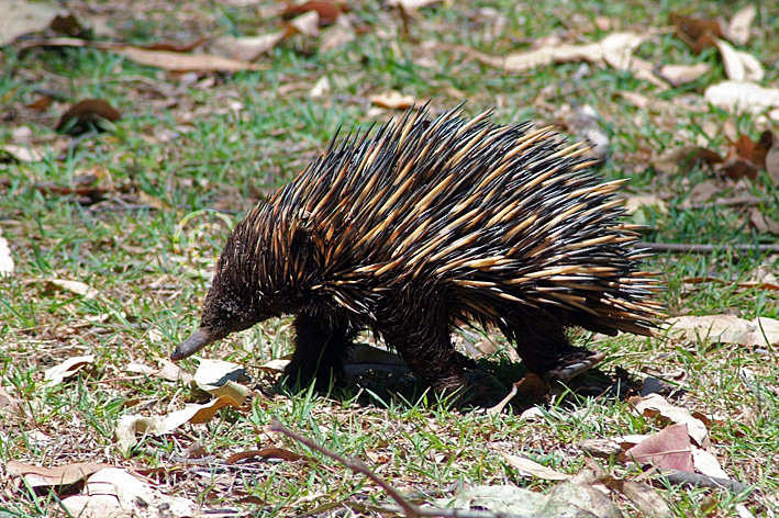 stock photo image: Animal, Animals, Monotreme, Monotremes, australian animal, Australian animals, australian mammal, Australian mammals, mammal, Mammals, Echidna, Echidnas, anteater, anteaters, Tachyglossus aculeatus, Tachyglossus.