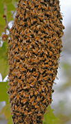 Insect, insects, bee, bees, honey, honey bee, honey bees, hymenoptera, hive, hives, beehive, beehives, CT74,