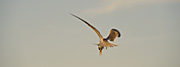 Bird, birds, tern, terns, NP80,