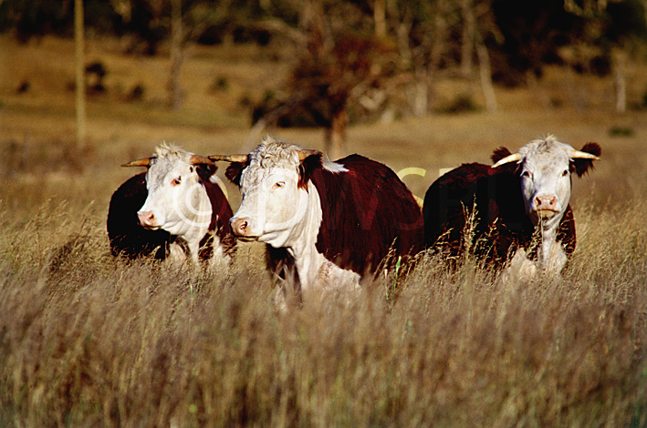stock photo image: Australia, New South Wales, bull, bulls, cattle, cow, cows, DFF, DFFAGRIC, NP80,