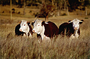 Australia, New South Wales, bull, bulls, cattle, cow, cows, DFF, DFFAGRIC, NP80,