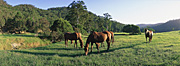 Animal, animals, horse, horses, nsw, new South Wales, cooma, NP80,