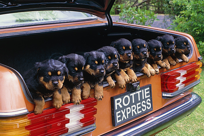 rottweiler in car rottweiler pups in the back of a mercedes sports car rottweiler in car rottweiler pups in the back of a mercedes sports car