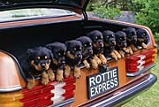 Animal, animals, dog, dogs, domestic, domestic dog, domestic dogs, puppy, puppies, car, cars, transport, NP80,