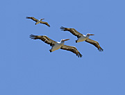 Animal, animals, bird, birds, pelican, pelicans, nsw, new South Wales, NP80,