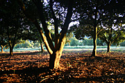 Australia, qld, queensland, nut, nuts, tree, trees, macadamia tree, macadamia trees, macadamia nut, macadamia nuts, macadamia, proteaceae, queensland nut, queensland nuts, maroochi, maroochi nut, maroochi nuts, kindal kindal, jindilli, plantation, plantations, rural, rural scene, rural scenes.