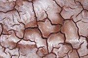 Australia, desert, deserts, drought, drought scene, drought scenes, mud, dried mud, cracked mud, cracked, cracks, cracking, outback, australian outback.