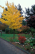 Garden, gardens, autumn, autumn scene, autumn scenes, rhododendron, acer, acers, saccharinum, acer saccharinum, maple, maples, silver maple, silver maples, platanoides, acer platanoides, norway maple, norway maples, dogwood, cornus, florida, cornus florida, tree, trees, road, roads, sealed, sealed road, sealed roads, DR112,