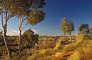 Australia, wa, wesstern australia, desert, deserts, gibson desert, outback, australian outback, tree, trees, gum tree, gum trees, eucalyptus, eucalyptus tree, eucalyptus trees.