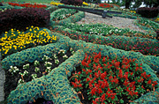 Garden, gardens, tas, tassie, tasmania, hobart, hobart botanic gardens, clock, clocks, flower clock, flower clocks, floral clock, floral clocks, flower, flowers, salvia, splendens, salvia splendens, sage, begonia, begonias, semperflorens, begonia semperflorens, anthemis, echeveria, elegans, echeveria elegans, berberis, thunbergii, berberis thunbergii, stropurpurea.