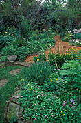 Garden, gardens, cottage, cottage garden, cottage gardens, footpath, footpaths, path, paths, pathway, pathways, woodchip, woodchips, malcomia, maritima, malcomia maritima, calceolaria, narcissus, myosotis.