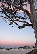 Australia, WA, Western Australia, coast, coasts, coastal, coastline, coastlines, bay, bays, matilda, matilda bay, boat, boats, boating, yacht, yachts, perth, tree, trees, JS78,