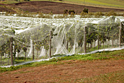 Australia, tasmania, tassie, tas, grapevine, grapevines, grape, grapes.
