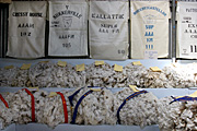 Australia, tas, tassie, tasmania, wool, grade, grades, grading, championship, championships, ribbon, ribbons.