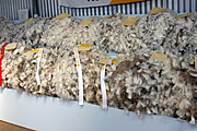 Australia, tas, tassie, tasmania, wool, grade, grades, grading, championship, championships, ribbon, ribbons.