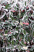 Frost, berry, berries, bush, bushes.