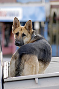 Australia, wa, western australia, kalgoorlie, dog, dogs, pet, pets, domestic, domestic dog, alsation, alsations, german shepherd, german shepherds, ute, utes, vehicle, vehicles, transport, car, cars.
