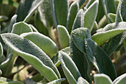 Flower, flowers, stachys, lanataq, stachys lanata, lambs ears, lambs tongues.