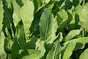 Herb, herbs, costmary, chrysanthemum, balsamita, chrysanthemum balsamita.