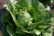 Vegetable, vegetables, lettuce, lettuces, vivien.