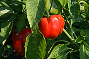 Vegetable, vegetables, capsicum, capsicums, pepper, peppers, bell, bell pepper, bell peppers.