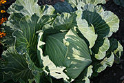 Vegetable, vegetables, cabbage, cabbages.