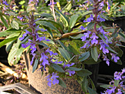 Ajuga, australis, ajuga australis, PA76,