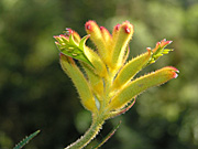 Flower images, Australian wildflowers, Flowers of Australia, Kangaroo Paws, Australian natives, Wildflowers, flower photos, Flora, Floral images, Western Australian wildflowers.