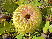 Flower, flowers, banksia, banksias, baxter, baxters, baxters banksia, baxteri, banksia baxteri, PA76,