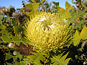 Flower, flowers, banksia, banksias, baxter, baxters, baxters banksia, baxteri, banksia baxteri, PA76,