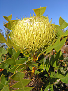 Flower, flowers, banksia, banksias, baxter, baxters, baxters banksia, baxteri, banksia baxteri, PA76,