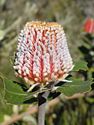 Flower, flowers, banksia, banksias, scarlet, scarlet banksia, coccinea, banksia coccinea, PA76,