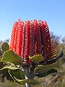 Flower, flowers, banksia, banksias, scarlet, scarlet banksia, coccinea, banksia coccinea, PA76,