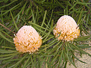 Flower, flowers, banksia, banksias, hookers, hookers banksia, hookeriana, PA76,