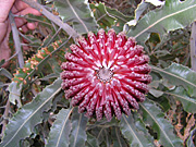 Flower, flowers, banksia, banksias, firewood, firewood banksia, menziesii, banksia menziesii, PA76,