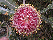 Flower, flowers, banksia, banksias, firewood, firewood banksia, menziesii, banksia menziesii, PA76,
