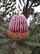 Flower, flowers, banksia, banksias, firewood, firewood banksia, menziesii, banksia menziesii, PA76,
