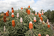 Flower, flowers, banksia, banksias, dwarf, dwarf banksia, dwarf banksias, acorn, acorn banksia, acorn banksias, prionotes, banksia prionotes, dwarf, dwarfs, dwarves, PA76,