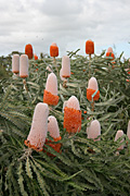 Flower, flowers, banksia, banksias, dwarf, dwarf banksia, dwarf banksias, acorn, acorn banksia, acorn banksias, prionotes, banksia prionotes, dwarf, dwarfs, dwarves, PA76,