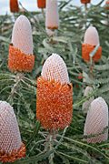 Flower, flowers, banksia, banksias, dwarf, dwarf banksia, dwarf banksias, acorn, acorn banksia, acorn banksias, prionotes, banksia prionotes, dwarf, dwarfs, dwarves, PA76,