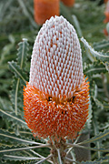 Flower, flowers, banksia, banksias, dwarf, dwarf banksia, dwarf banksias, acorn, acorn banksia, acorn banksias, prionotes, banksia prionotes, dwarf, dwarfs, dwarves, PA76,