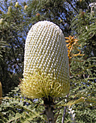 Flower, flowers, banksia, banksias, speciosa, banksia speciosa, PA76,