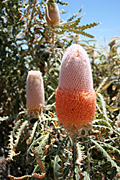 Flower, flowers, banksia, banksias, victoriae, banksia victoriae, PA76,