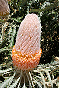 Flower, flowers, banksia, banksias, victoriae, banksia victoriae, PA76,