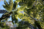 Rainforest, rainforests, fern, ferns, tree fern, tree ferns, cyathea, australis, cyathea australis, PA76,