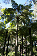 Rainforest, rainforests, fern, ferns, tree fern, tree ferns, cyathea, australis, cyathea australis, PA76,