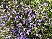 Wildflower, wildflowers, purple, purple flower, purple flowers, dampiera, trigona, dampiera trigona, PA76,