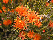 Wildflower, wildflowers, orange, orange flower, orange flowers, eremaea, beaufortoides, eremaea beaufortoides, PA76,
