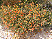 Wildflower, wildflowers, orange, orange flower, orange flowers, eremaea, beaufortoides, eremaea beaufortoides, PA76,